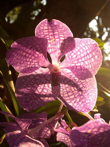 石榴花养护全攻略，从种植到开花的全方位指南